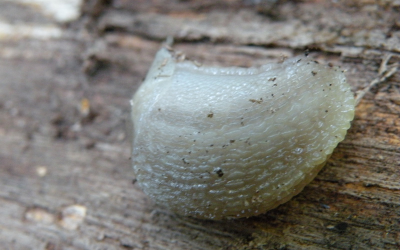 Limax bianco del castagneto sopra Sologno (RE)